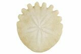 1" Fossil Sand Dollars (Heliophora) - Morocco - Photo 2